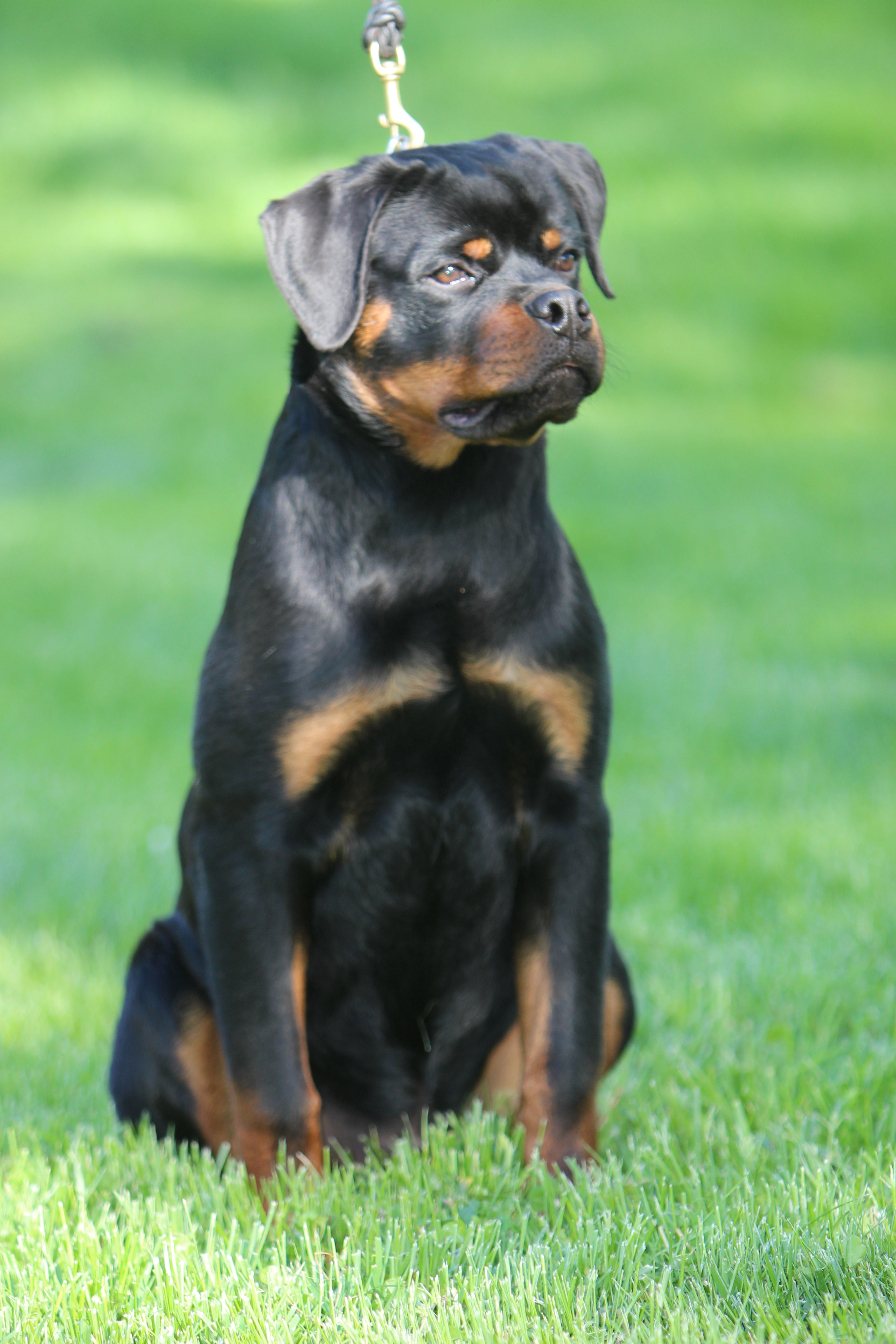 Serbie Rottweiler Rottweiler pictures of Boss - Rottweiler Male Serbian Bloodline - Large ...