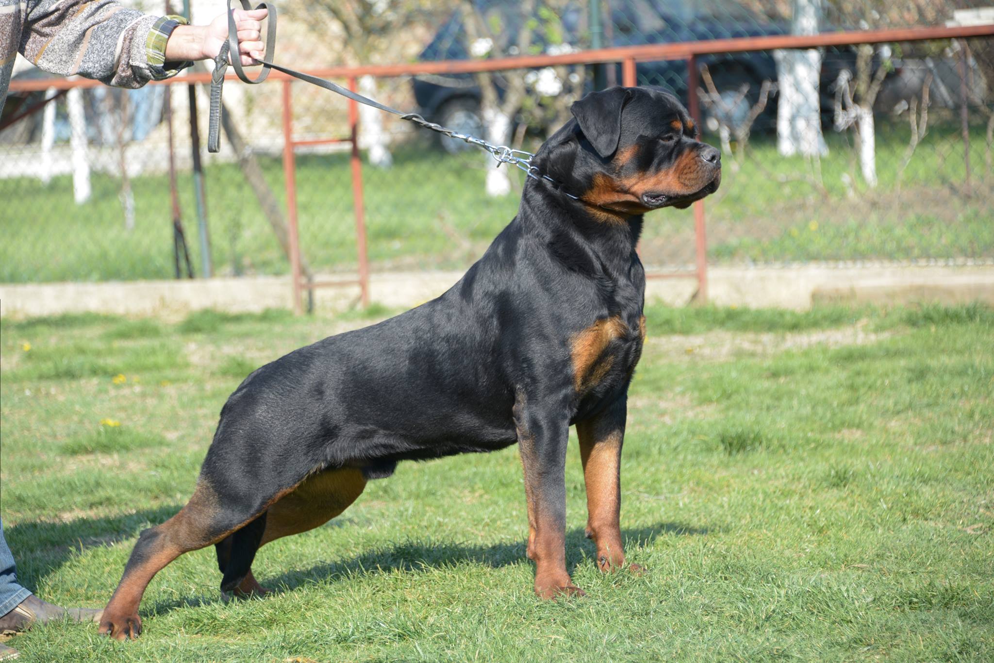 ROLF VOM OBERGROMBACHER SCHLOSS - Rottweiler stud male Germany - Musikstadt