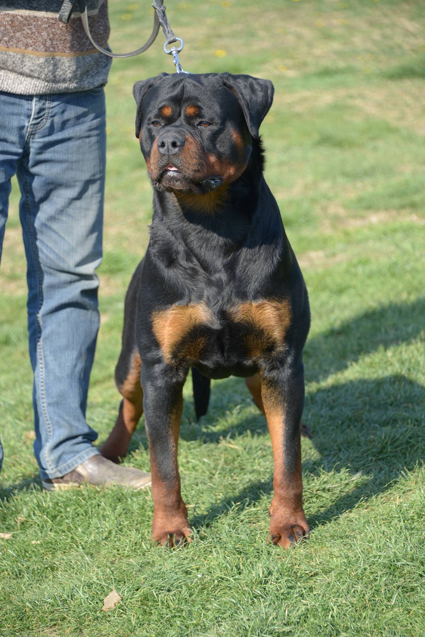 ROLF VOM OBERGROMBACHER SCHLOSS - Rottweiler stud male Germany - Musikstadt