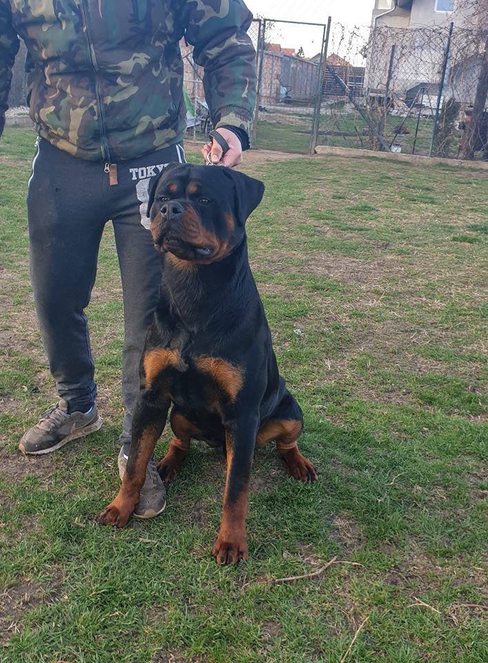 ROLF VOM OBERGROMBACHER SCHLOSS - Rottweiler stud male Germany - Musikstadt