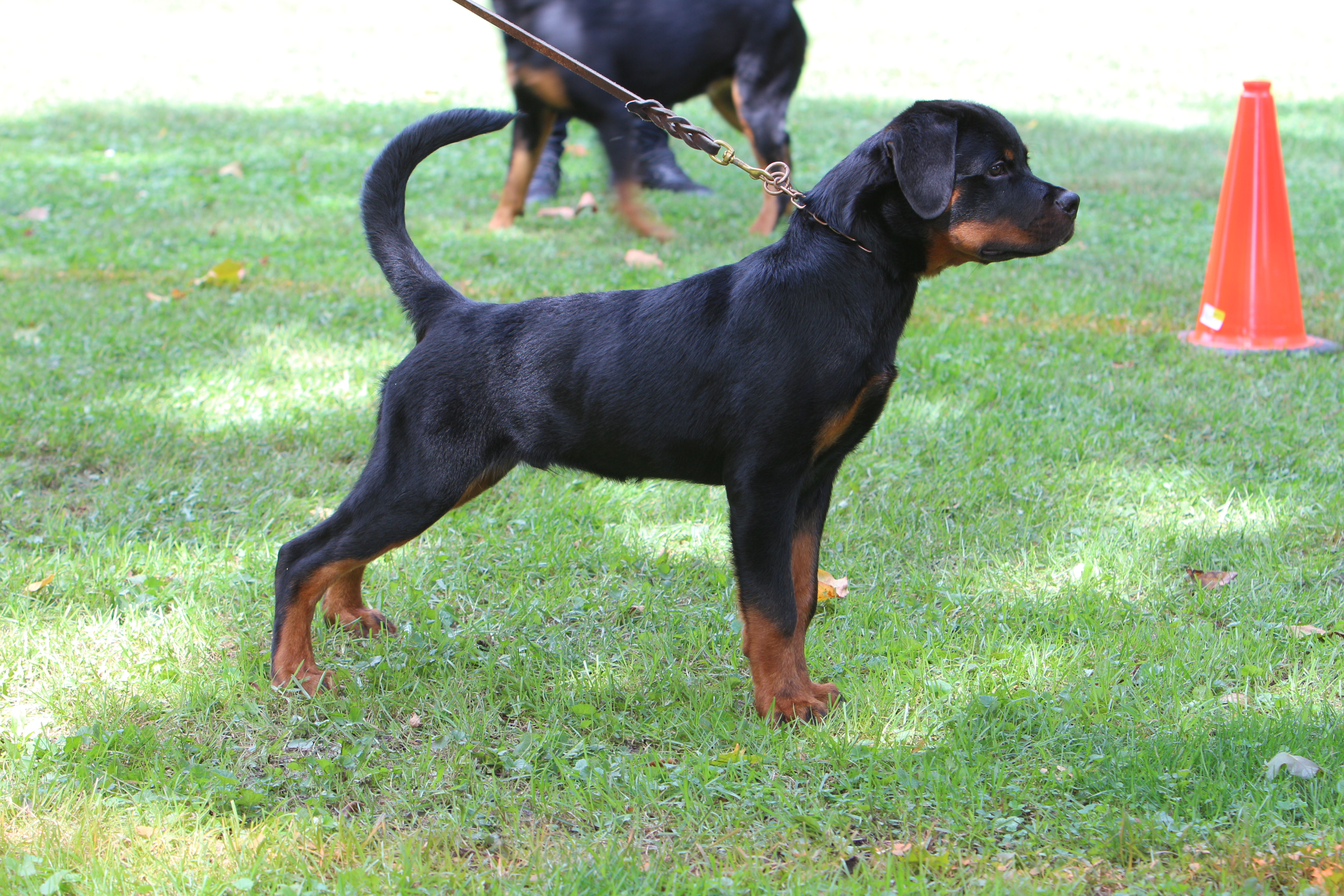 Thanos von der Musikstadt Rottweiler results