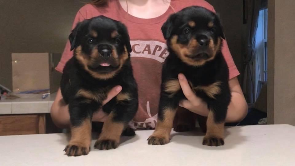 Rottweiler Breeder - Arlos X Mina vom Zecwald Litter - Rottweiler Pups