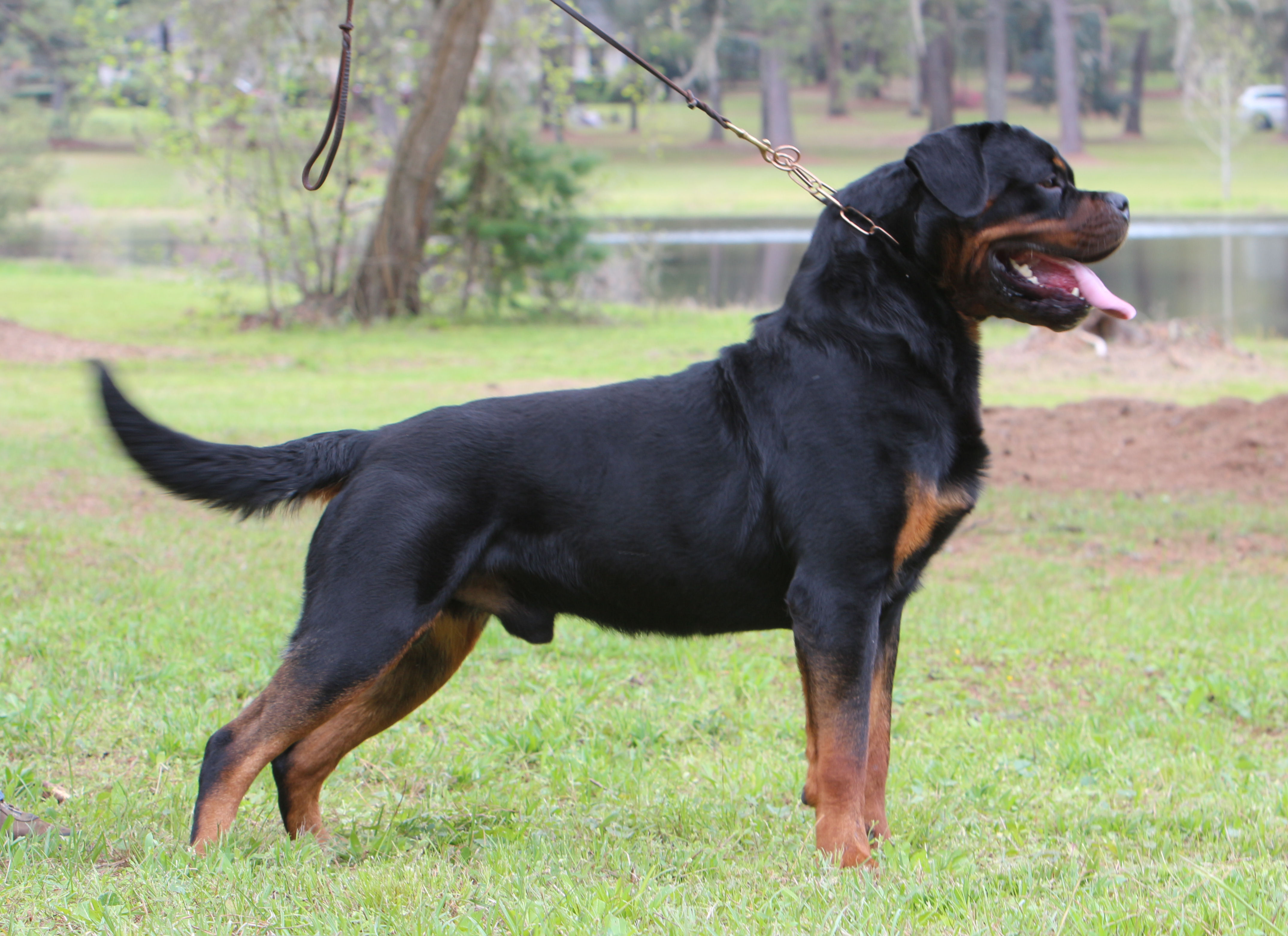 Authentic Rottweiler ROTTWEILER BREEDERS - ROTTWEILER PUPPIES FOR SALE - ROTTWEILER PUPPY