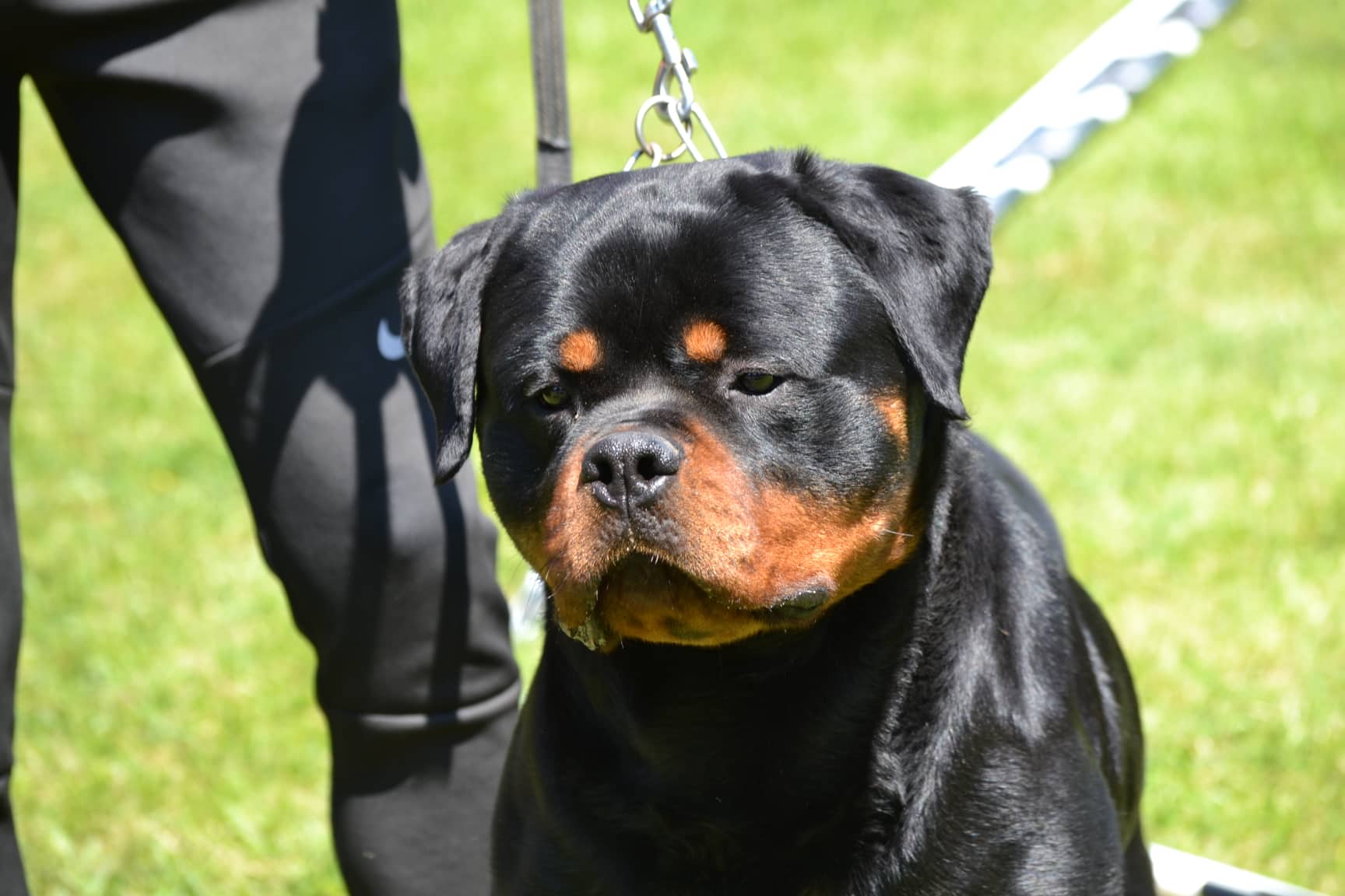 ODIN DELLE ABBADESSE - Rottweiler Stud Male Tennessee - Rottweiler Stud dog