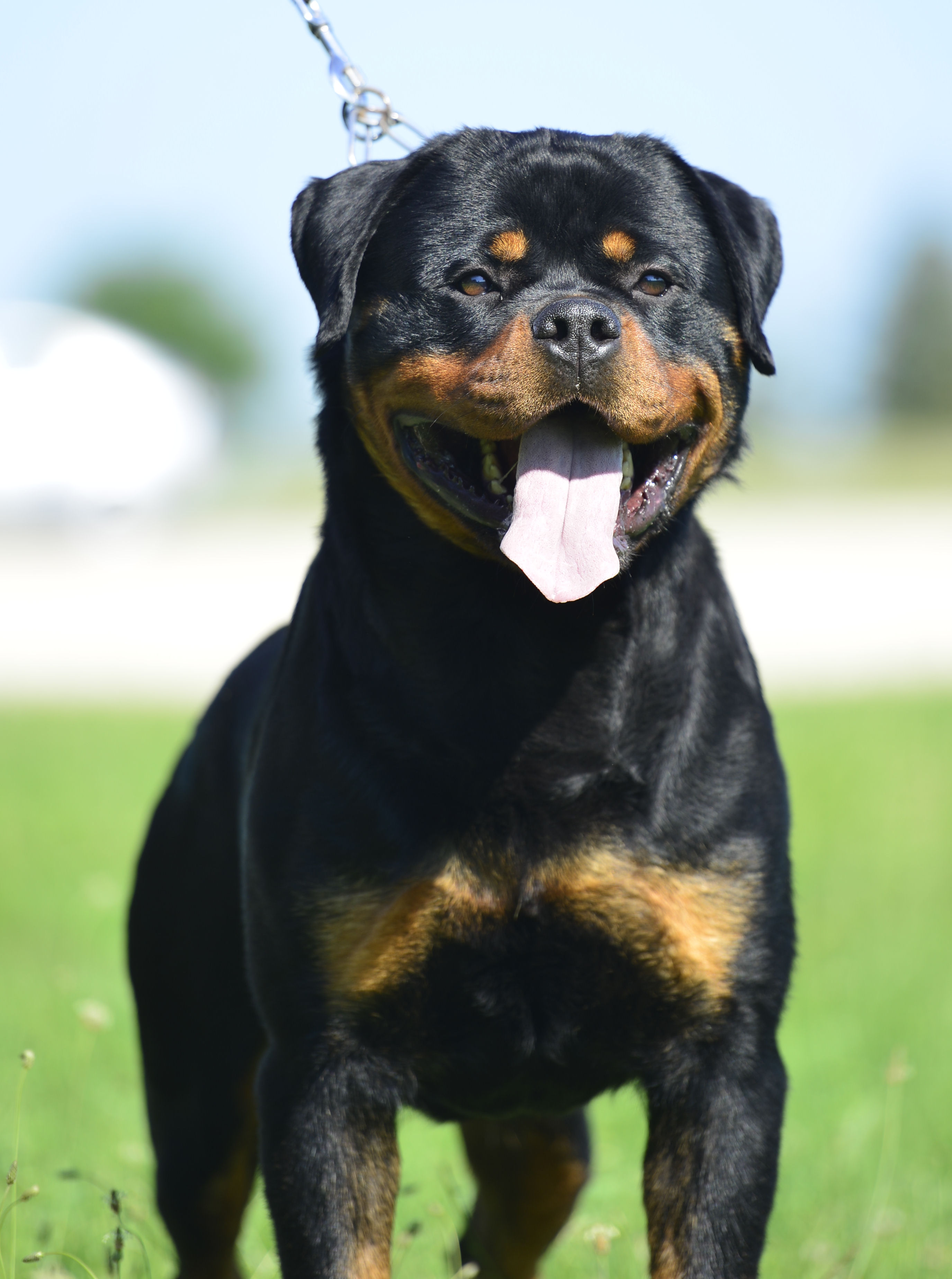 ODIN DELLE ABBADESSE - Rottweiler Stud Male Tennessee - Rottweiler Stud dog