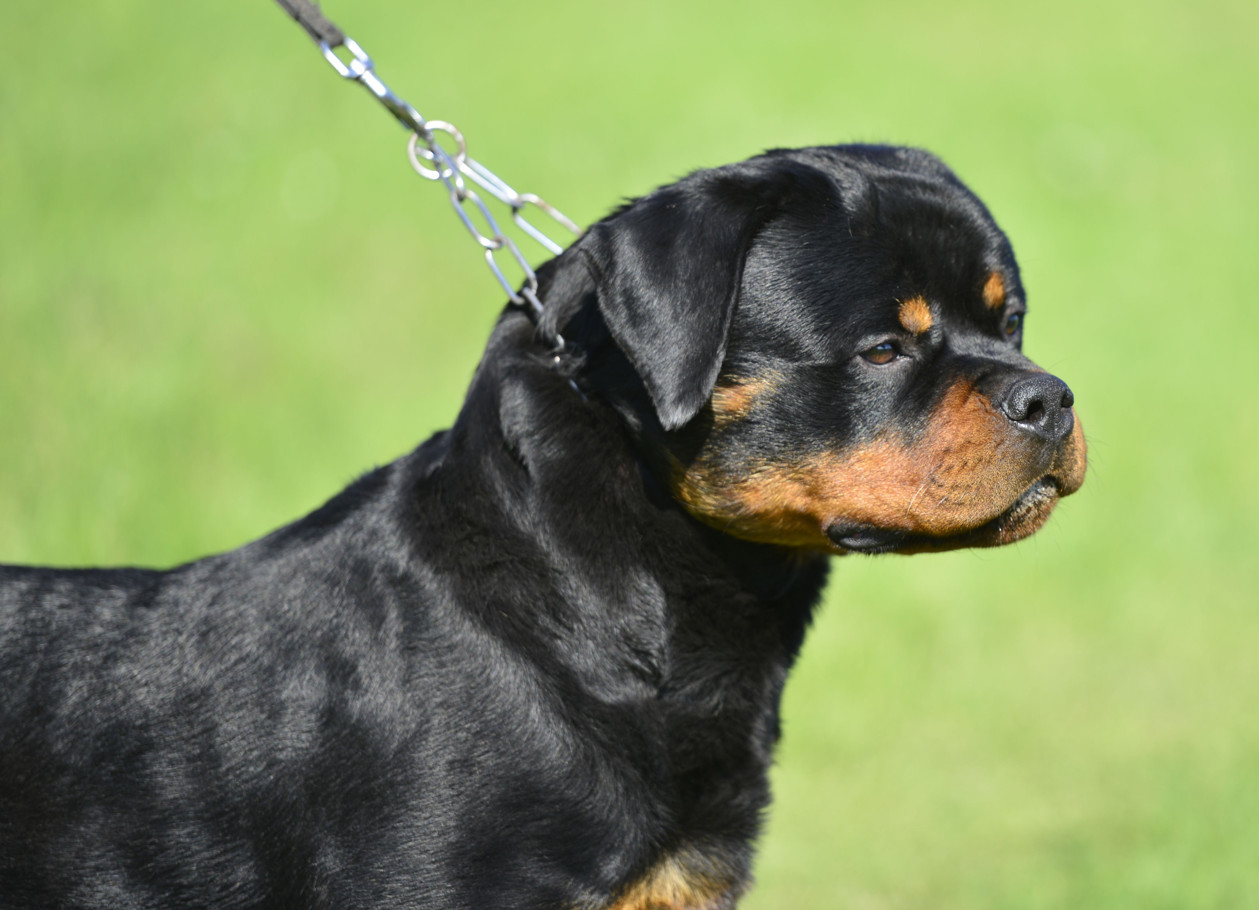 ODIN DELLE ABBADESSE - Rottweiler Stud Male Tennessee - Rottweiler Stud dog