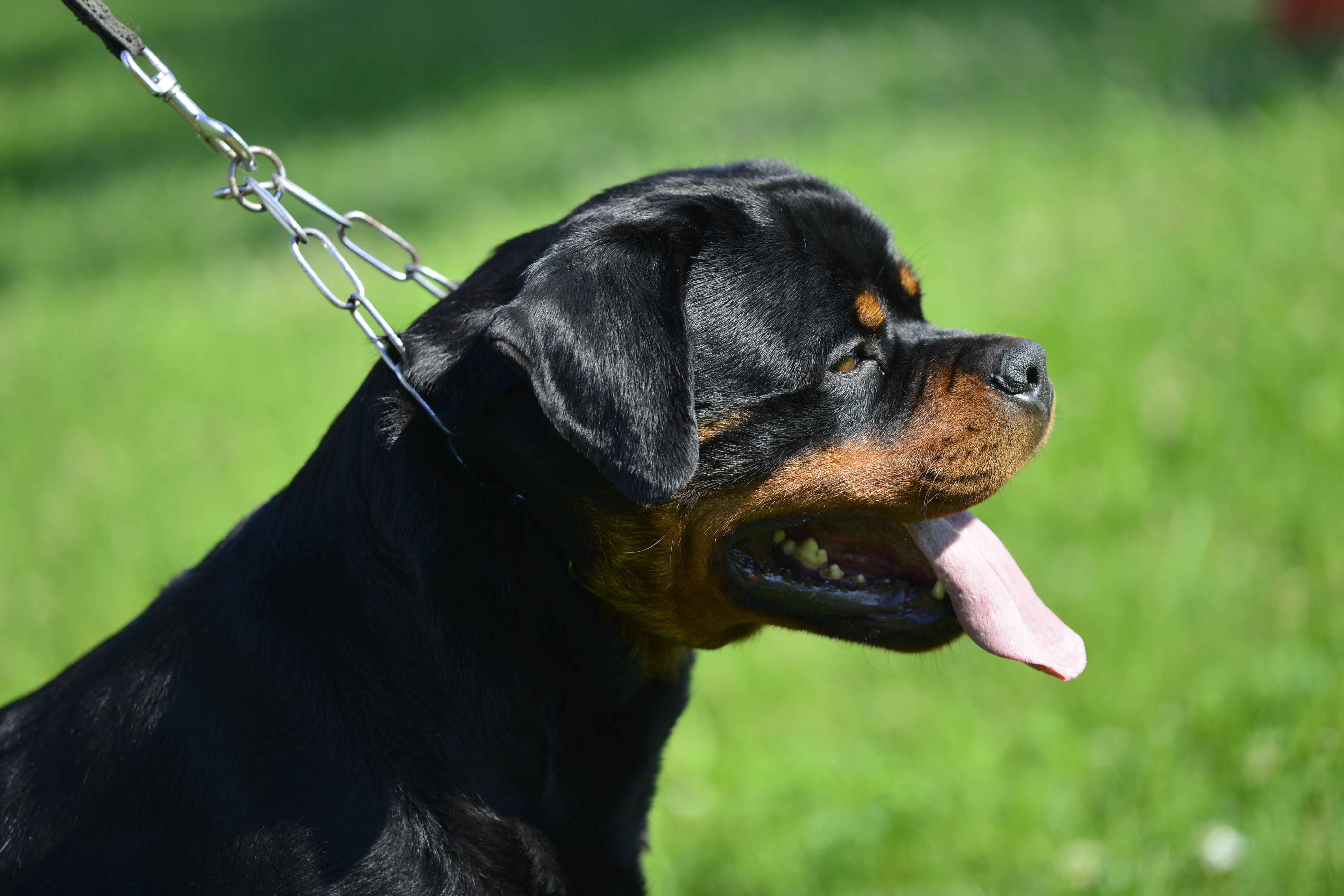 ODIN DELLE ABBADESSE - Rottweiler Stud Male Tennessee - Rottweiler Stud dog