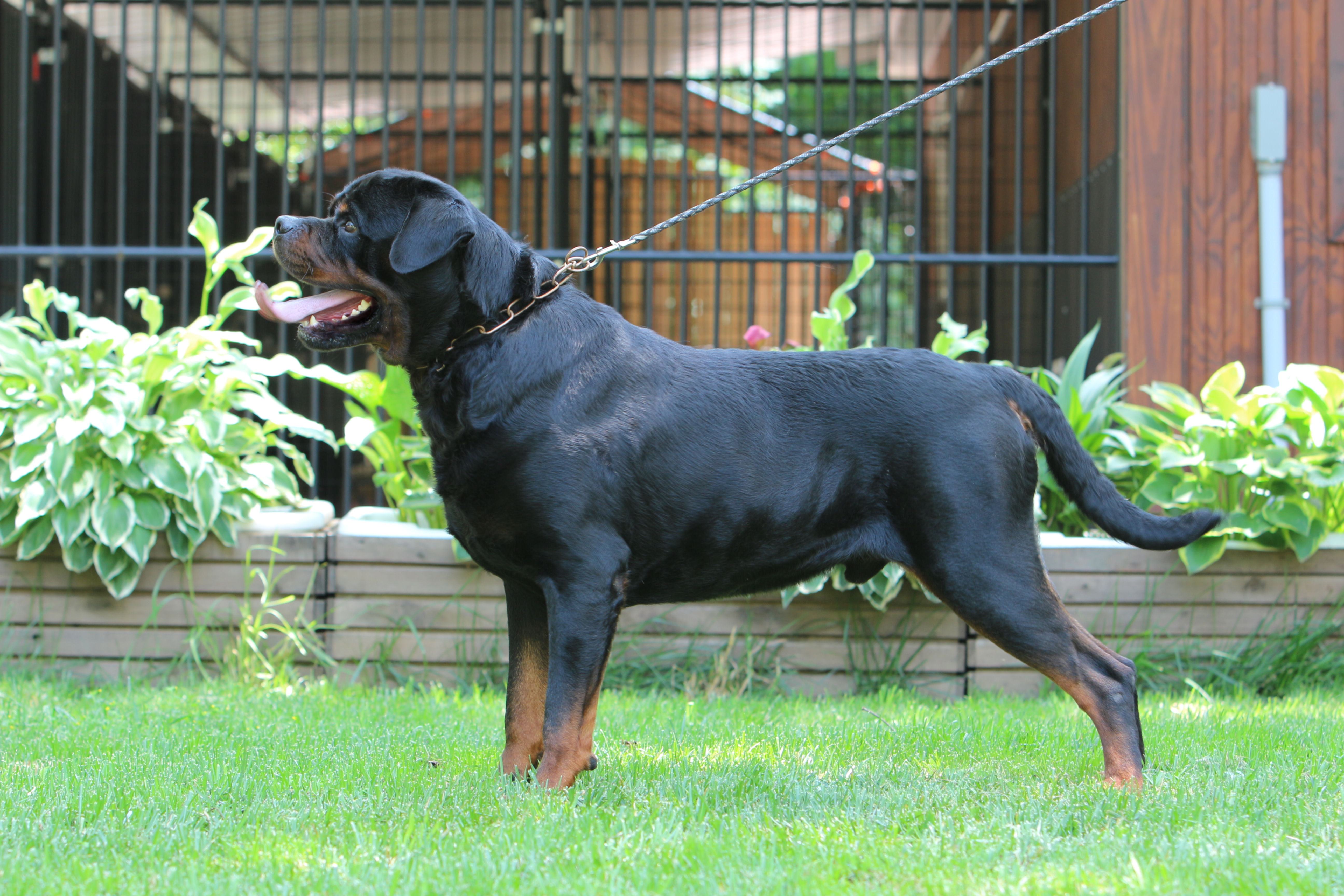 European Rottweiler EUROPEAN ROTTWEILER BLOODLINES - EUROPEAN ROTTWEILERS