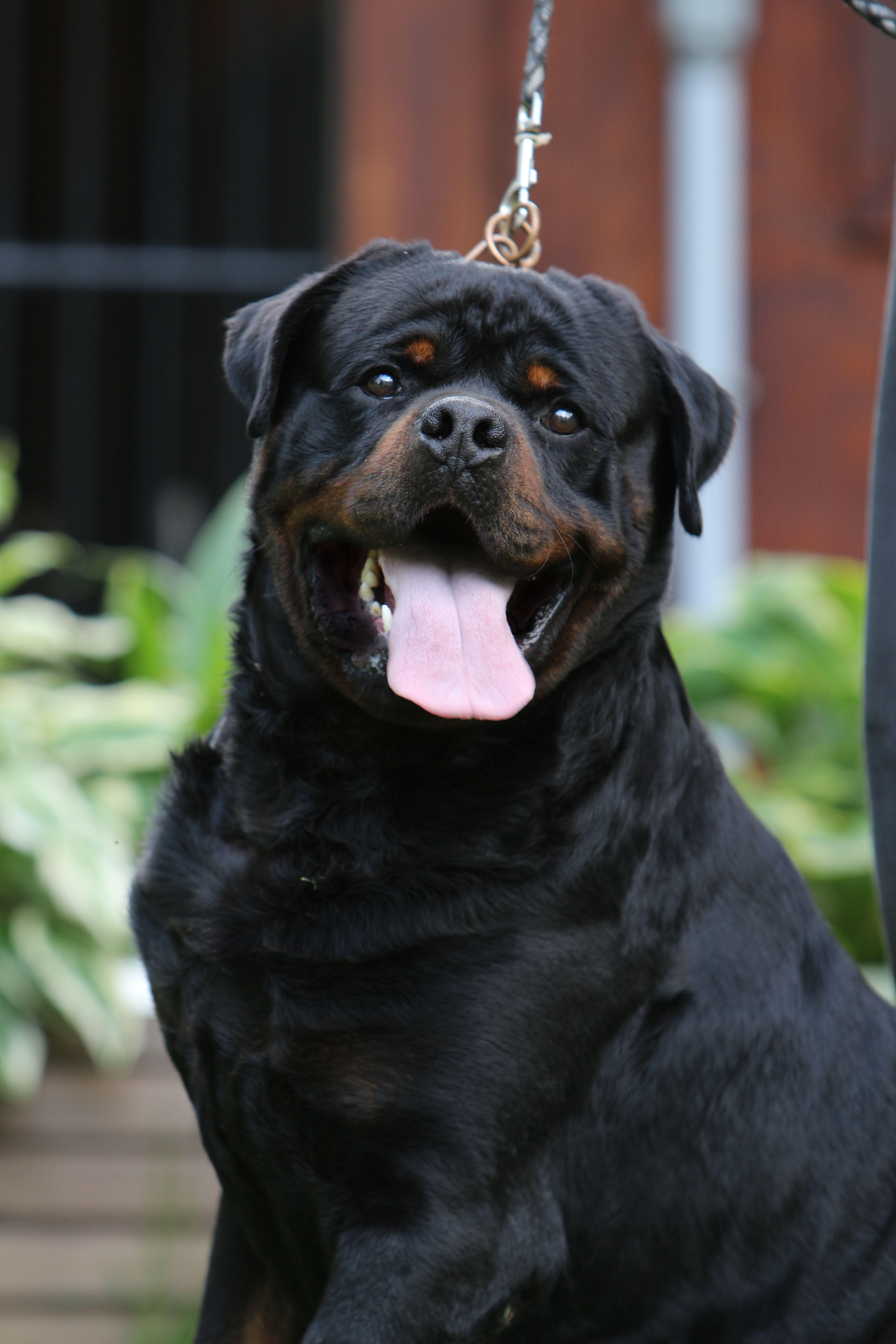 European Rottweiler EUROPEAN ROTTWEILER BLOODLINES - EUROPEAN ROTTWEILERS
