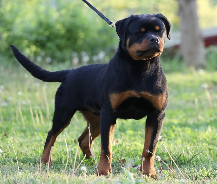 Rottweiler pictures of Maybach - Rottweiler male Tennessee - stud dog