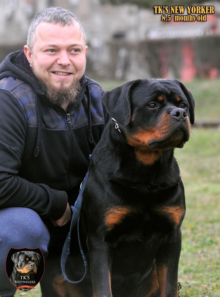 TKS NEW YORKER - Rottweiler stud male Serbia - Musikstadt