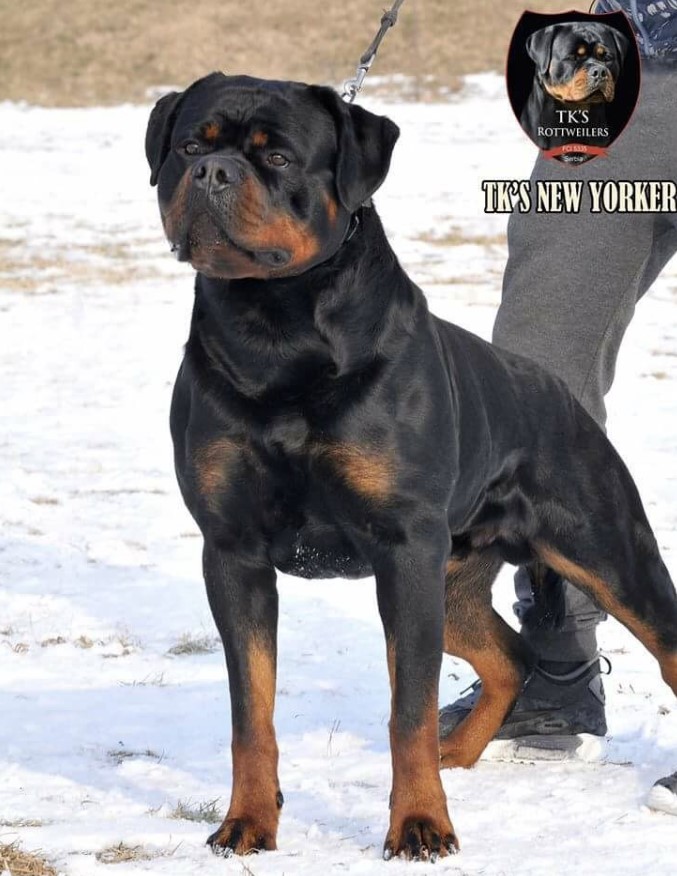 TKS NEW YORKER - Rottweiler stud male Serbia - Musikstadt