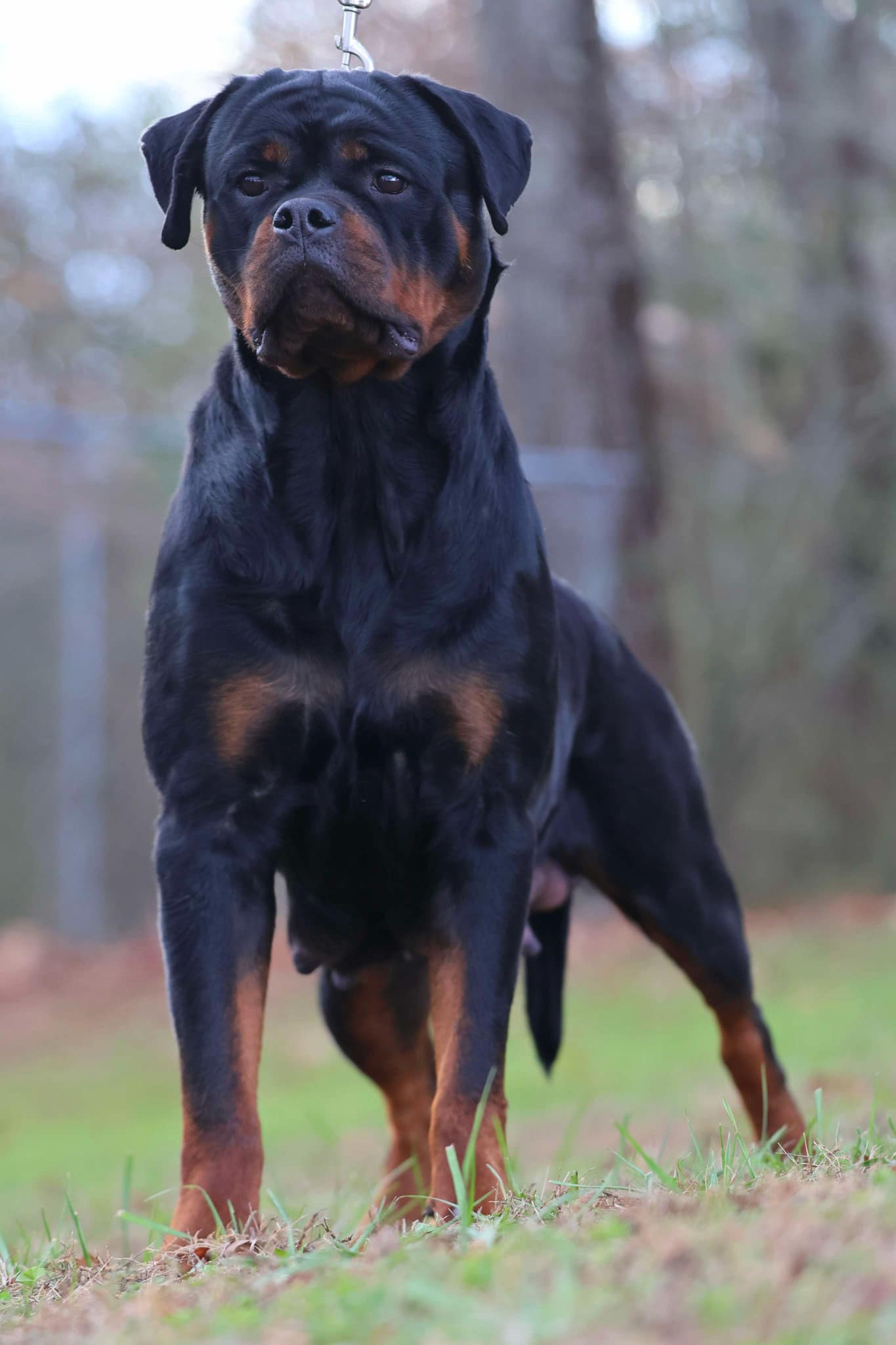Serbian Line Rottweiler SERBIAN ROTTWEILER MALE AND FEMALE - SERBIAN ROTTWEILERS