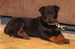 akura x Hannibal rottweiler puppy male