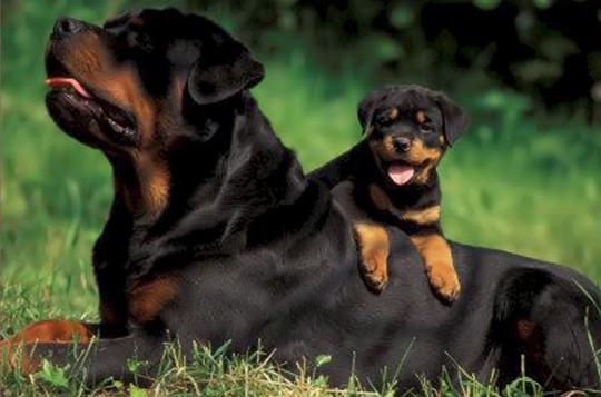 Rayka and Able litter. This picture is owned by von der musikstadt rottweiler. The puppy in this picture is our producing