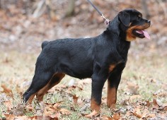 rottweiler puppy 8 weeks old