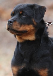 rottweiler pups