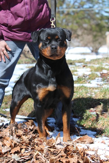 rottweiler female california