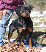hannial vom dunvanhof rottweiler male