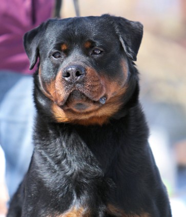 rottweiler stud service