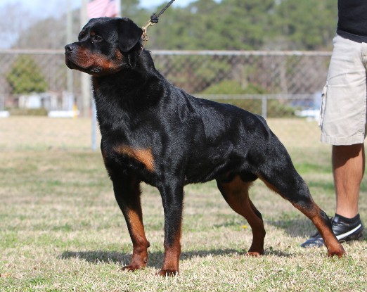rottweiler stud service texas