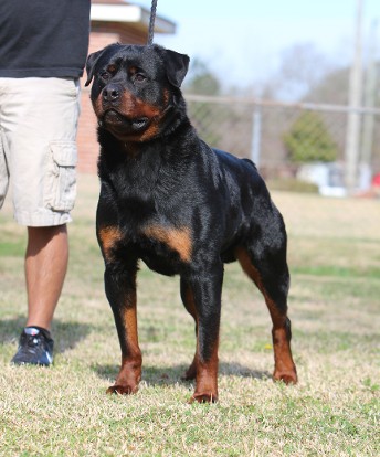 deuel 20 MONTHS rottweiler youth