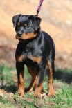 male rottweiler puppy