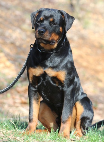 rottweiler puppies for sale in tennessee