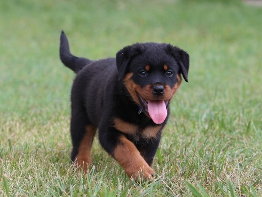 rottweiler female in texas