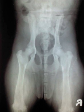 7 MONTH ROTTWEILER PUPPY HIPS