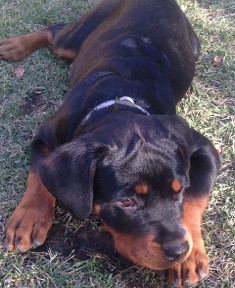 rottweiler female nashville