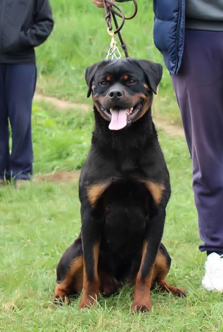 serbia rottweiler