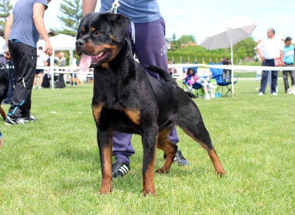 Balou Rottweiler male at RKNA show