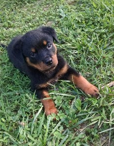 rottweiler female nashville