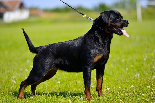 Rottweiler dog