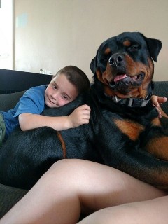akura rottweiler puppy progeny