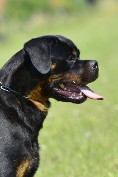 hannial vom dunvanhof rottweiler male