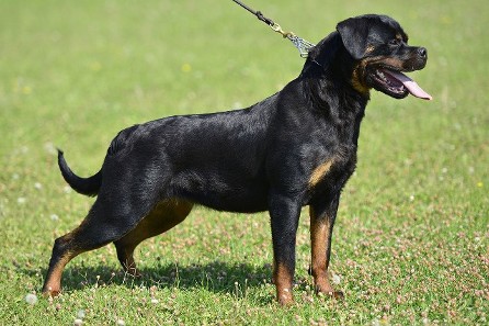 rottweiler stud service