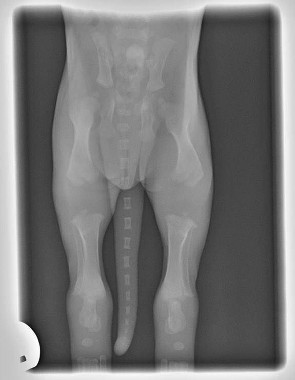 puppy 2 weeks old xrays