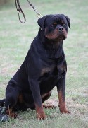 rottweiler dog