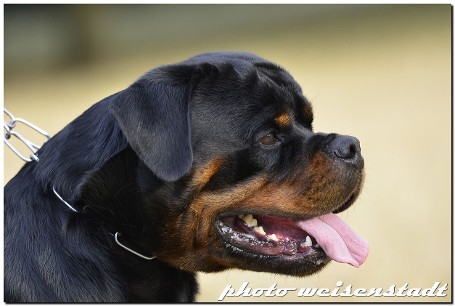 lex vom hause edelstein stud male
