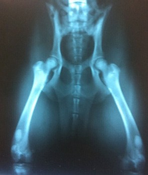 7 MONTH ROTTWEILER PUPPY HIPS