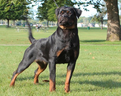 RKNA dog show Baracuda V Rated