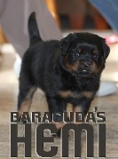 akura x Hannibal rottweiler puppy male