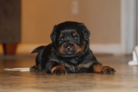 male rottweiler puppy