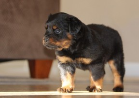rottweiler dog