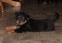 rottweiler female nashville