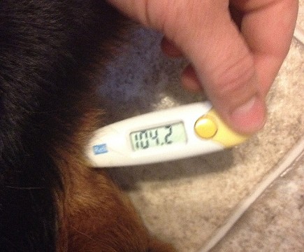 Mastitis in dogs