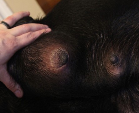 Mastitis in dogs