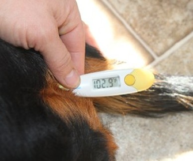 Mastitis temperature normal